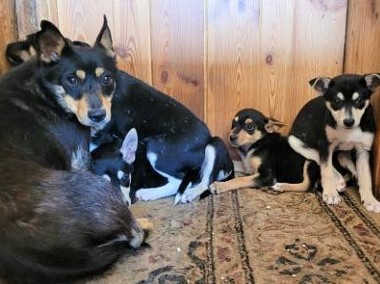 ALARM - psia rodzina, mama i 4 szczeniaki NA CITO szukają DT-1
