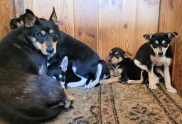 ALARM - psia rodzina, mama i 4 szczeniaki NA CITO szukają DT
