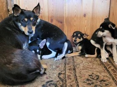 ALARM - psia rodzina, mama i 4 szczeniaki NA CITO szukają DT-2