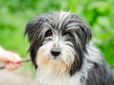 Sonia, młoda, przyjazna BEARDED COLLIE mix -1