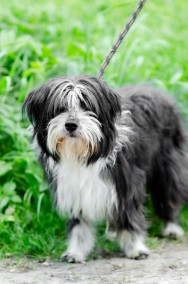 Sonia, młoda, przyjazna BEARDED COLLIE mix -2