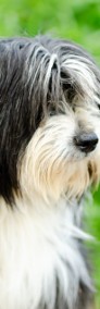 Sonia, młoda, przyjazna BEARDED COLLIE mix -3