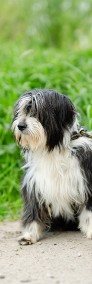 Sonia, młoda, przyjazna BEARDED COLLIE mix -4