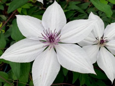 Powojnik- Clematis TSUKIKO - roślina w pojemniku, dekoracyjna, kwitnąca bylina -1