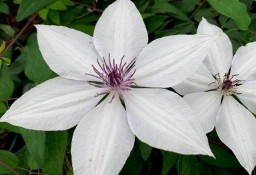 Powojnik- Clematis TSUKIKO - roślina w pojemniku, dekoracyjna, kwitnąca bylina 