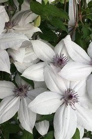 Powojnik- Clematis TSUKIKO - roślina w pojemniku, dekoracyjna, kwitnąca bylina -2