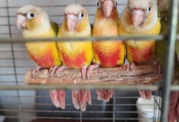 Papugi rudosterki ręcznie karmione 