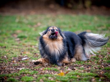 Trójłapek poszukuje domku - adoptuj MacGyvera :)-1