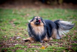 Trójłapek poszukuje domku - adoptuj MacGyvera :)