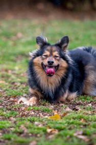 Trójłapek poszukuje domku - adoptuj MacGyvera :)-2