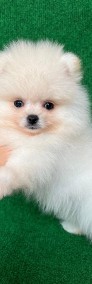 Szpic miniaturowy pomeranian -3