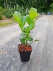 Laurowiśnia Wschodnia ROTUNDIFOLIA 20-40 cm Donica 0,5-2 L Dostawa gratis 40 sz