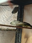 Likwidacja ptaki egzotyka papugi katarzynki