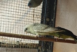 Likwidacja ptaki egzotyka papugi katarzynki