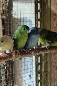 Likwidacja ptaki egzotyka papugi katarzynki-2