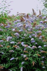 Budleja David'a Reve de Papillon Blue - piękna ozdobny krzew do Twojego ogrodu-3