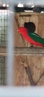 Papuga królewska szkarłatki