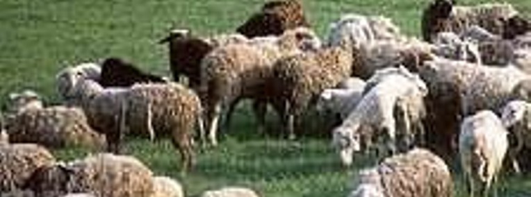 Ukraina.Owce kozy miesne 140 zl/szt,jagniecina 3 zl/kg.10tys.ha-1