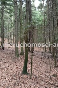 Działka leśna-2
