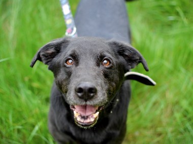 Bruno - pocieszny, misiowaty senior prosi o domek-1