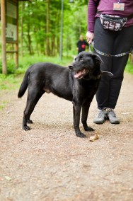 Bruno - pocieszny, misiowaty senior prosi o domek-2