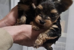 Miniaturka Yorkshire terrier 