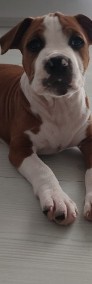 Ast/Amstaff/ American Staffordshire terrier -4