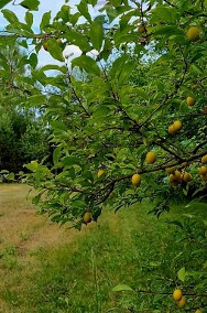 Działka siedliskowa i las. Spokojna okolica-2