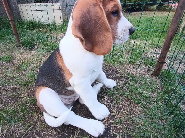 Szczenię suczka Beagle ZKwP z rodowodem, gotowa do odbioru -1