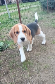 Szczenię suczka Beagle ZKwP z rodowodem, gotowa do odbioru -2