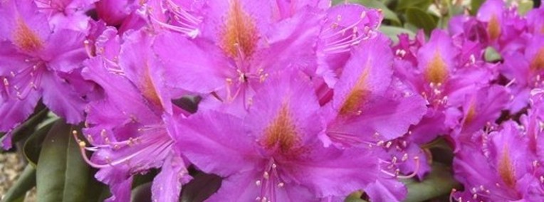Różanecznik 'Libretto' /Rhododendron 'Libretto' C5 -1
