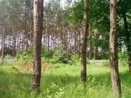 Działka leśna Józefów