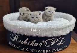 Koty brytyjskie niebieskie, kocięta, kocurki z rodowodem FPL