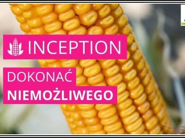 Kukurydza INCEPTION - Rekordowy Plon Nasiona IGP-1