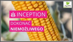 Kukurydza INCEPTION - Rekordowy Plon Nasiona IGP
