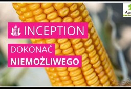 Kukurydza INCEPTION - Rekordowy Plon Nasiona IGP
