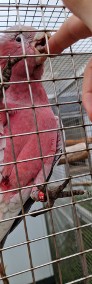Kakadu różowe 2024 samiec-3