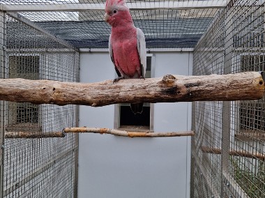 Kakadu różowe 2024 samiec-1