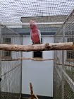 Kakadu różowe 2024 samiec