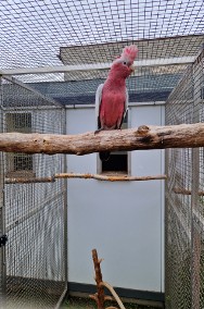 Kakadu różowe 2024 samiec-2