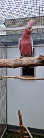 Kakadu różowe 2024 samiec-4