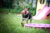 Najcudowniejszego domku poszukuje Sara - przygarniesz?