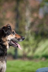 Nie dla LEO jakieś ochłapy - chce domu i własnej kanapy!-2