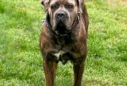 Madita piękna rasowa sunia cane corso do adopcji.