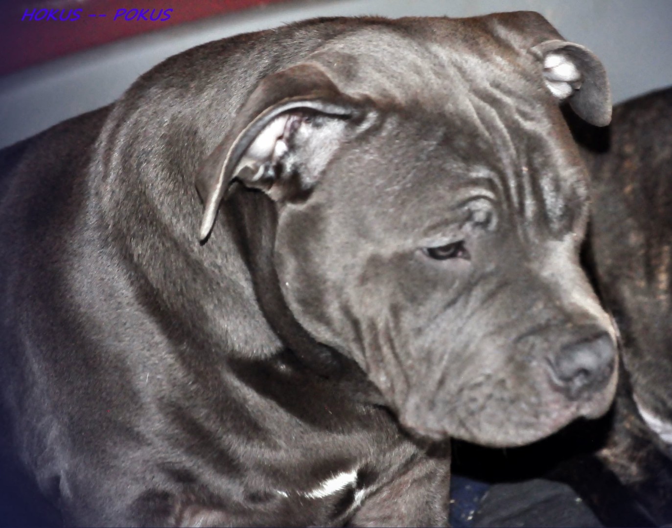 American bully hot sale fci