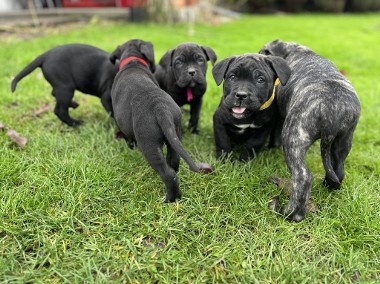 Szczeniaki Cane Corso Italiano -1