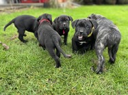 Szczeniaki Cane Corso Italiano 