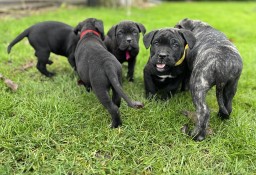 Szczeniaki Cane Corso Italiano 