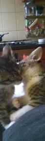 Cudowne kocie dziewczynki Bibi i Dixi szukają kochających domków-4