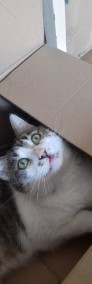 Matjasek - wspaniały kot szuka domu-3